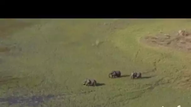 Botswana : éléphants