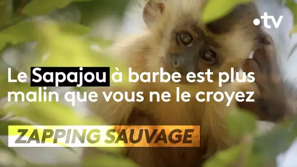 ZAPPING SAUVAGE- Le Sapajou à barbe, plus rusé que vous !