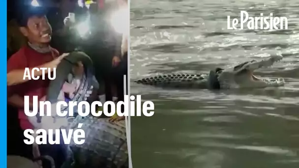 Indonésie : un crocodile sauvé d’un pneu coincé autour du cou depuis six ans