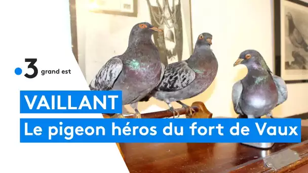 Le pigeon voyageur Vaillant, héros de la guerre 14-18