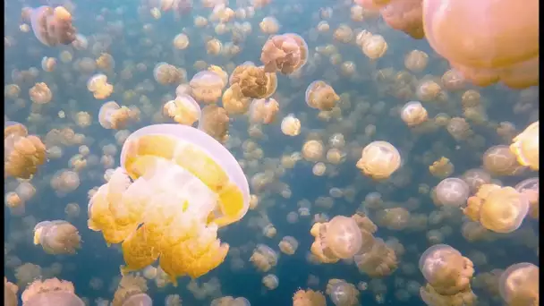 10 millions de méduses dans un seul lac ! - ZAPPING SAUVAGE