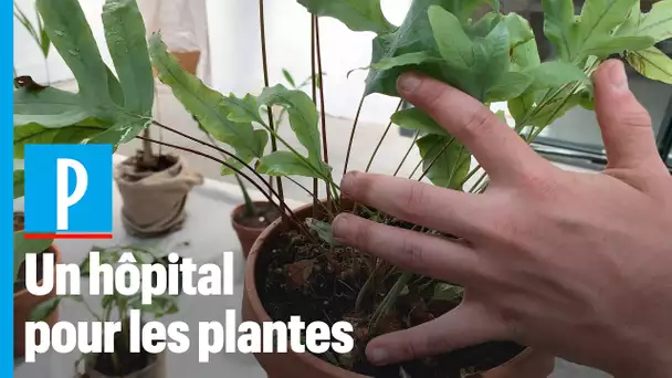 Paris : un «hôpital» dédié aux plantes en souffrance après le confinement