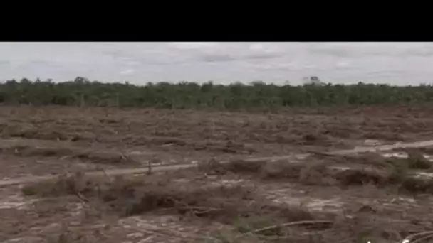 Indonésie : plantations et déforestation 2/2