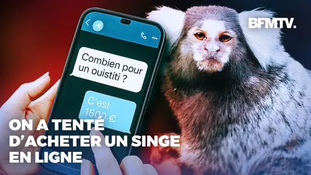 Singes, tigres... Le fléau de la vente illégale en ligne d'animaux sauvages