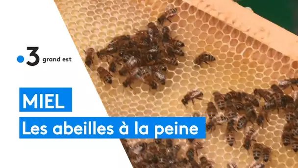 Miel : les abeilles à la peine en ce printemps pluvieux