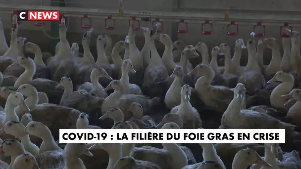 Coronavirus : la filière du foie gras en crise
