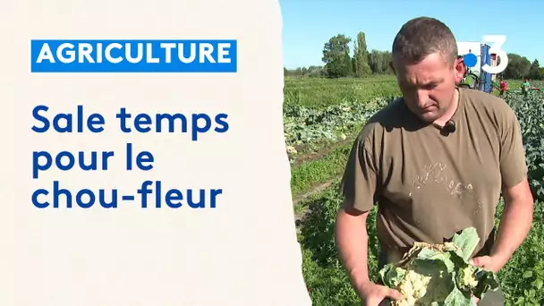 À Saint-Omer, mauvaise saison pour le chou-fleur