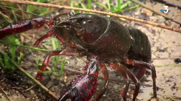 Extrait du documentaire "Les envahisseurs" : l'exemple de l'écrevisse de Louisiane et du ragondin