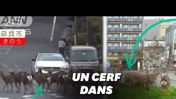 À cause du Coronavirus, ces cerfs ont une bonne raison de déambuler en ville