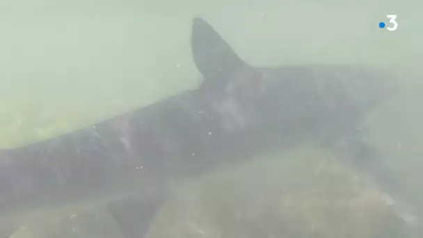 Requin bleu errant à Hyères : "On ne comprend pas son comportement" reconnait un spécialiste