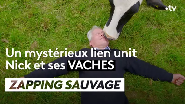 Un mystérieux lien unit Nick et ses vaches - ZAPPING SAUVAGE