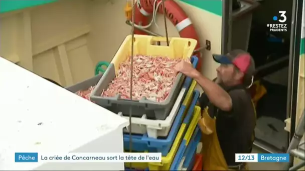 Pêche : la criée de Concarneau s'en sort malgré la crise sanitaire