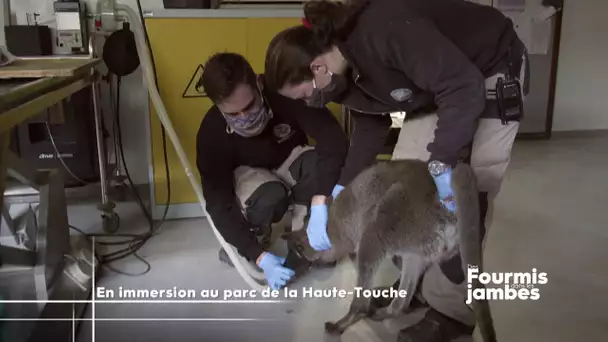 Parc de la Haute Touche : un Wallaby avec des soucis de santé, suivez l'équipe de soigneurs