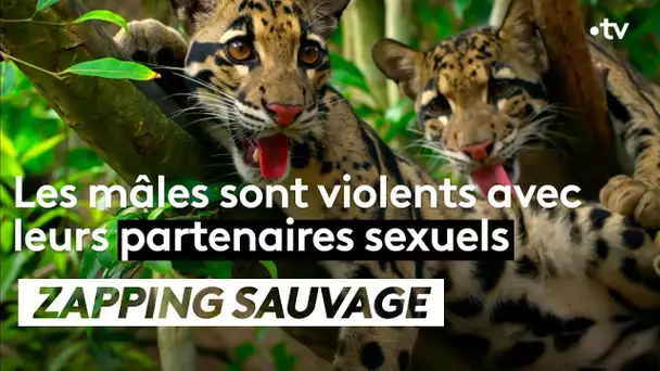 La panthère nébuleuse mâle est violente avec ses partenaires sexuelles - ZAPPING SAUVAGE