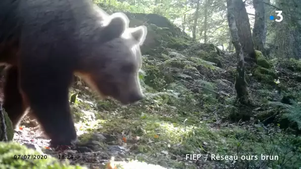 Béarn : y aura-t-il des oursons dans les Pyrénées-Atlantiques au printemps ?