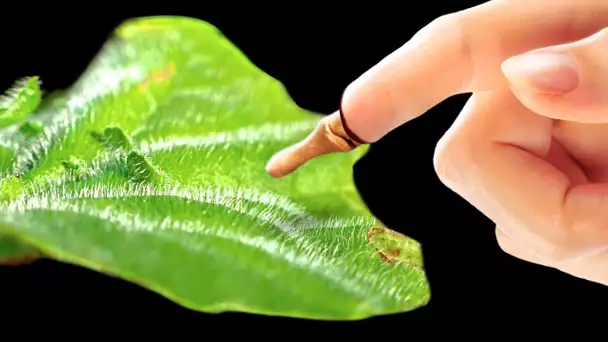 Découvre ce qui arriverait à ton corps si tu osais toucher la plante la plus vénéneuse