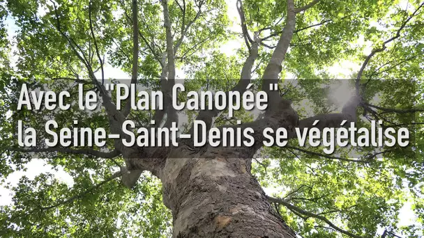 Plan Canopée : une politique de l'arbre pour la Seine-Saint-Denis