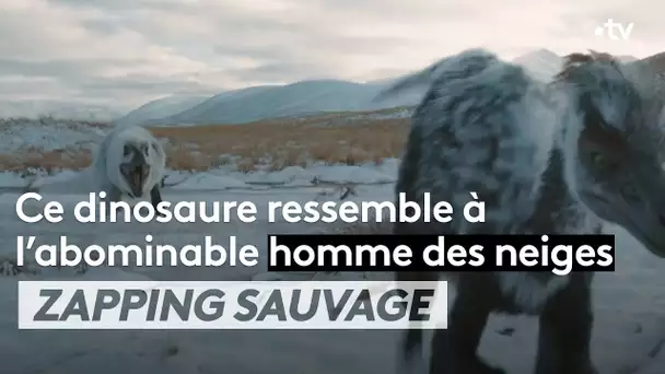 Ce nanuqsaurus ressemble à l’abominable homme des neiges - ZAPPING SAUVAGE