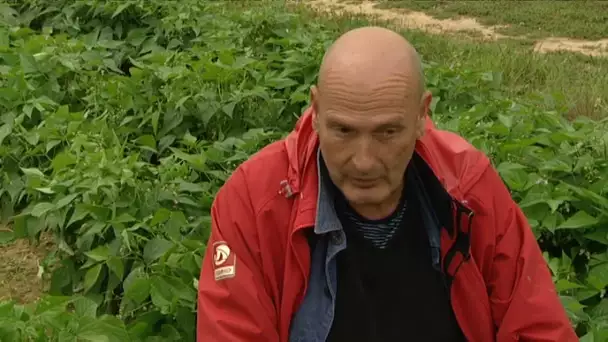 Saône-et-Loire : les jardins de Cocagne, des jardins solidaires