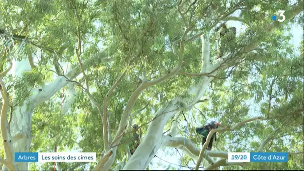 Antibes : comment sécuriser les arbres centenaires de la villa Thuret