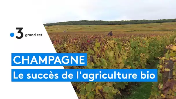 Champagne : le succès de l'agriculture bio sans pesticides