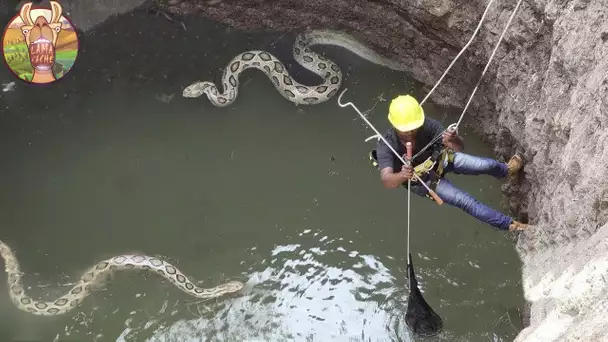 Il n’Aurait Pas Dû Sauver Ce Serpent … Personne N'y Aurait Cru Si c'Était Pas Filmé