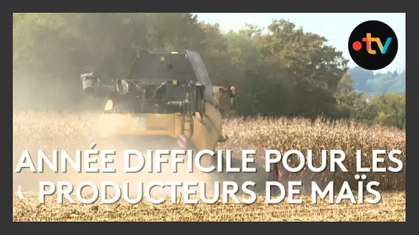 Année difficile pour les producteurs de maïs