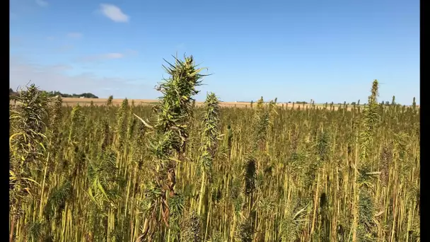 Le chanvre, la plante qui fait rêver agriculteurs et entrepreneurs franciliens