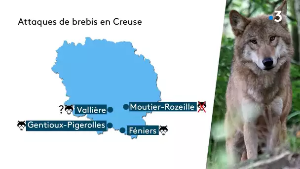 25 brebis égorgées par un prédateur à Vallière en Creuse