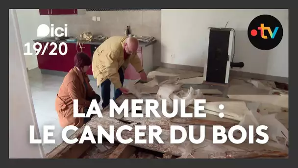 La mérule : le cancer du bois touche aussi la Vendée
