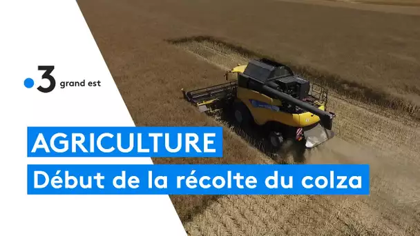 La récolte du colza commence, accompagnée de l'inquiétude des céréaliers