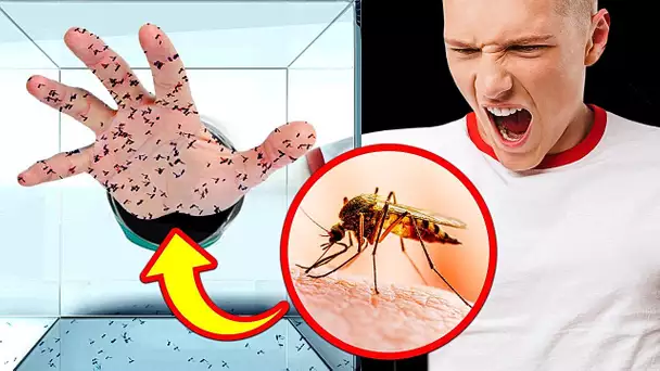 Que se passerait-il si 1 000 moustiques vous piquaient et d'autres idées farfelues ?