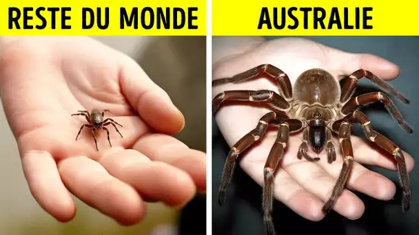 Pourquoi les Insectes d’Australie Sont-ils si Gros ?