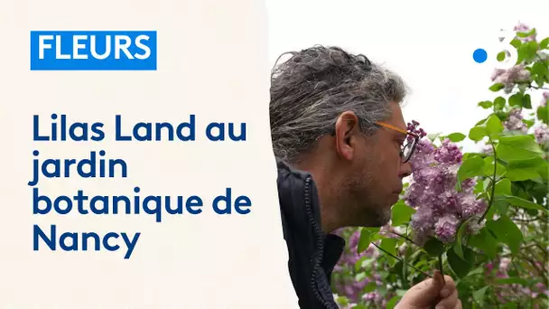 Les lilas du jardin botanique Jean-Marie Pelt de Villers-lès-Nancy sont en fleurs