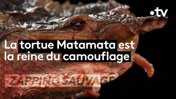 Matamata, la tortue un peu moche mais incroyable - ZAPPING SAUVAGE