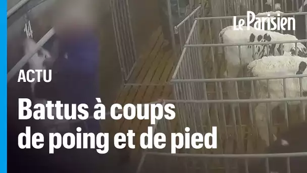 Des veaux battus à coups de poing, de pied et de bâton chez le numéro 2 du veau en France