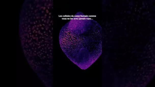 Cell Worlds : les cellules comme vous ne les avez jamais vues...