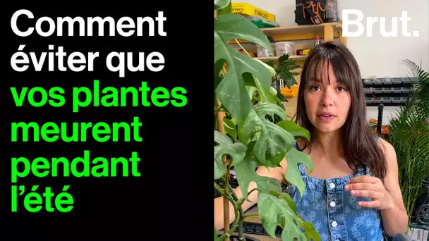 Comment éviter que nos plantes meurent pendant les vacances ?