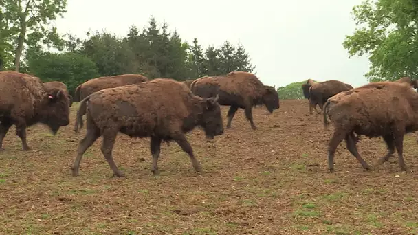Reve de bisons : le parc norand doit se réinventer pour surmonter la crise