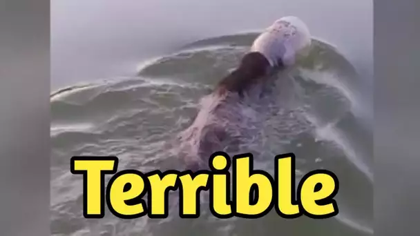 Vidéo : Un ourson épuisé nage avec la tête coincée dans un bidon avant d’être sauvé par une famille