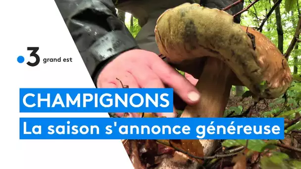 Champignons : la cueillette est abondante cet automne