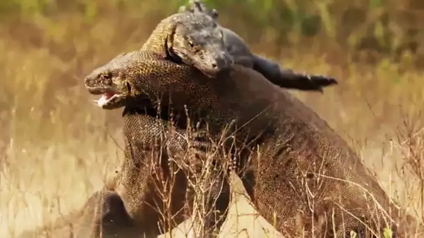 Combat de dragons de Komodo impressionnant - ZAPPING SAUVAGE