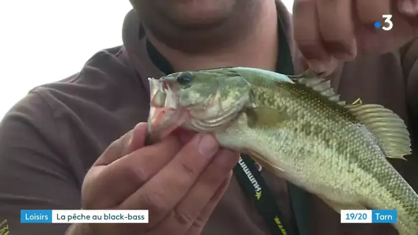 Le black bass, un poisson carnassier combatif apprécié des jeunes pêcheurs du Tarn