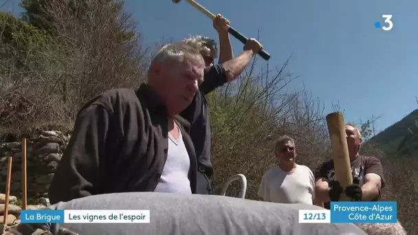 A La Brigue, des habitants veulent relancer la viticulture dans la vallée de la Roya