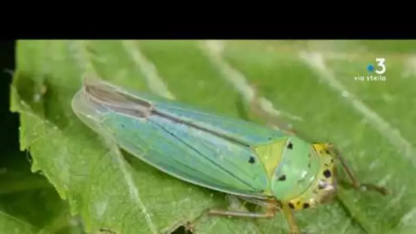 Xylella : le point sur les recherches pour éviter la propagation en Corse