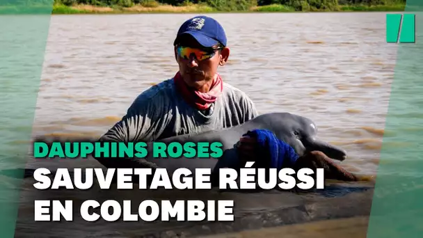 Deux dauphins roses, une espèce menacée, ont été sauvés en Colombie