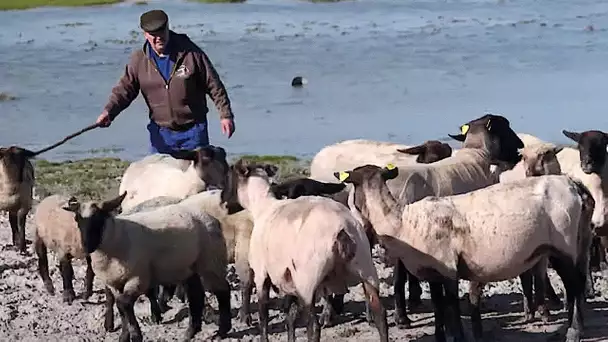 Les agneaux du pré salé du Mont St Michel