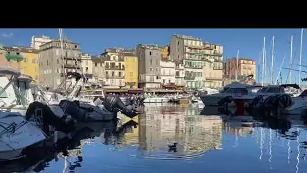 Pingouins dans le port de Bastia