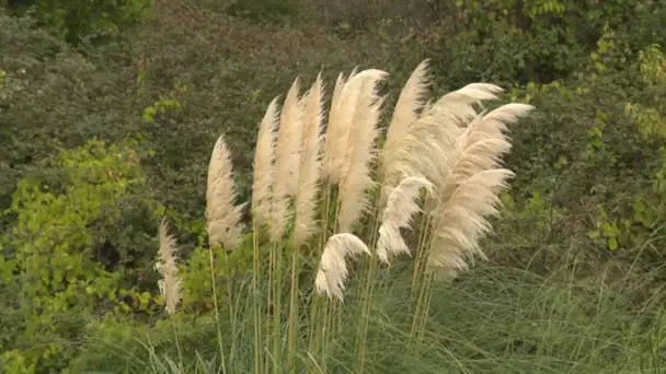 L'herbe de la pampa, une espèce invasive