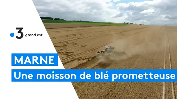 Une moisson prometteuse pour le blé dans la Marne